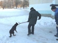 Бездомных собак запрещают ловить при детях