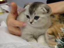 В Набережных Челнах проходит выставка кошек