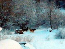 Житель частного дома в поселке Сидоровка жалуется на прибегающих из леса собак