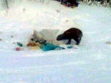 На казанской помойке запечатлели мифическое существо чупакабра?