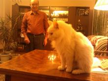 Кот - долгожитель