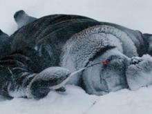 На льду в километре от берега обнаружен мертвый рыбак