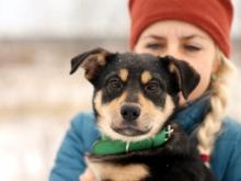 Челнинский дельфинарий перечислил на постройку приюта для животных 800 000 рублей