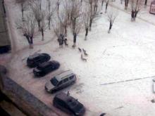 Стаи бродячих собак пугают жителей двух микрорайонов Челнов