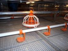 Фермер из села Шильнебаш реконструировал старый коровник для 80 тысяч кур