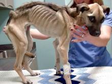 Щенков бросили в яму возле старого приюта для бездомных животных