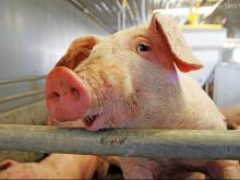 Многодетные протестуют против планов фирмы «Камский бекон»