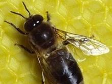 В Перми предлагают российским пасечникам «элитных пчёл»