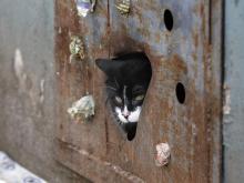Челнинка просит прокуратуру помочь «открыть подвалы» для бездомных животных