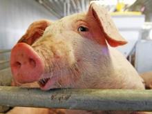 Селекционный центр 'Камского бекона' перенесут из Тукаевского в Мензелинский район