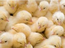 В Татарстане при покупке уток, гусей, индеек и цыплят власти 'добавят' 30-80 рублей за голову