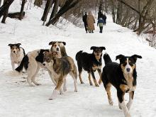 У мебельной фабрики челнинку искусала собака