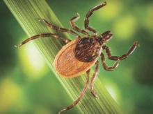 Опасные клещи проснутся в апреле