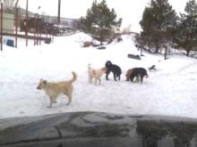 Спор жителей 66-го комплекса: нужно ли ловить бездомных собак?