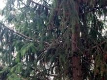 У отдела социальной защиты поселились вороны