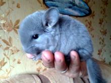 Челнинцы продают шиншиллу, скорпиона и оленя