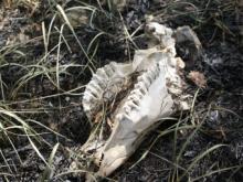 Скотомогильник угрожает садоводам «Бриз-2», «Прибрежного», «Лазурного» и «Искры-2»