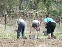Садовод требует вернуть ему членские взносы