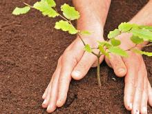 Улицы в Челнах украсят еще 50 тысяч деревьев