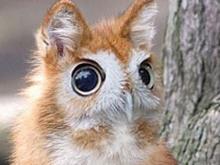 Минприроды РФ отметило 1 апреля сообщением о выявлении нового вида животного