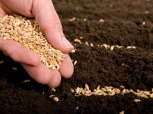 Фермеры получили 500-600 рублей субсидии на гектар