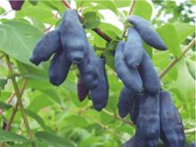 Жимолость - самая первая и полезная ягода вашего сада!