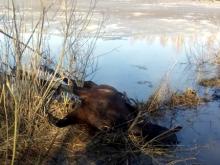 В Татарстане бесследно пропал парень, лошадь которого нашли мертвой