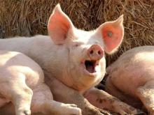 Фермеры и сельчане в Татарстане держат 366 тысяч коров и 6 тысяч свиней