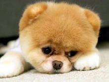 Челнинка обманула покупателя щенка на 12 тысяч, 'продав' его с фальшивой страницы в соцсети