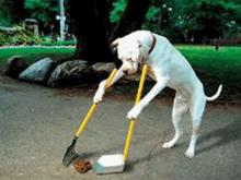 Дворники не будут убирать 'за собаками'