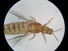 В турецких баклажанах, завезенных в Россию, нашли 'цветочный трипс'. И запретили их ввоз