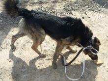 Двое мужчин подбросили своего старого пса в приют