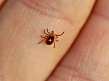 Клещи уже в городе - жители 65-го комплекса жалуются на нашествие насекомых