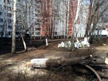 Вырубленные берёзы возле дома /25 исполком обещает заменить деревьями ценных пород