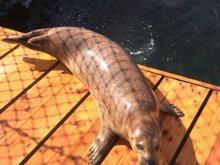 Заклёванный морскими птицами детеныш ларги нашел приют в челнинском дельфинарии