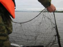 С 25 апреля в Набережных Челнах пойманы десятки браконьеров - за использование сетей и острог