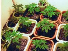 Челнинец в гараже выращивал коноплю. Но через 2 месяца в его гараж пришли...