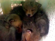 В челнинский приют для бездомных животных привезли выводок лисят