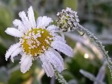 С 14 по 16 мая в Татарстане ожидаются заморозки до -3 градусов