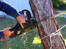 'Число деревьев, 'приговоренных' к вырубке, подсчитать невозможно!'