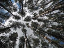 Куда уходят доходы от сдачи в аренду земель в национальном парке?