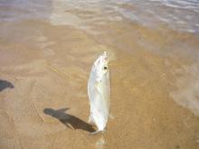 Инспекторы рыбоохраны выходят в рейды с видеокамерами и видеорегистраторами