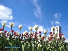 Директоры предприятий ответили на вопросы о счетчиках электроэнергии и многолетних цветах 