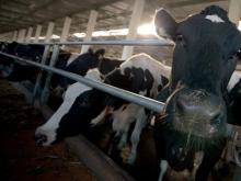 Холдинг «Агросила» собирается довести поголовье коров до 41 тысячи