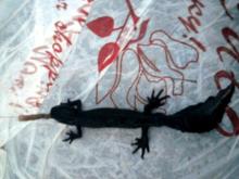 В Нижнекамске рыбак поймал на удочку краснокнижного тритона