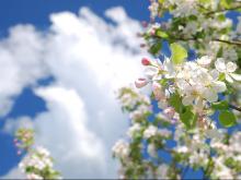 Деревья в саду цвели 3 недели и 'гарантировали' хозяину урожай