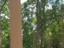 Челнинка просит вырубить тополя в переулке - они мешают детям с аллергией, которые ходят в детсад 