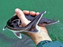 Рыбак из Нижнекамска забагрил на Каме в Удмуртии 80 стерлядок. Его поймали, но амнистировали в суде