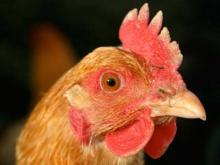 Поймать курицу, выловить руками карпа, стать лошадью на скачках: сюрпризы Дня молодежи