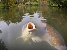 Можно ли есть рыбу из пруда и озера?